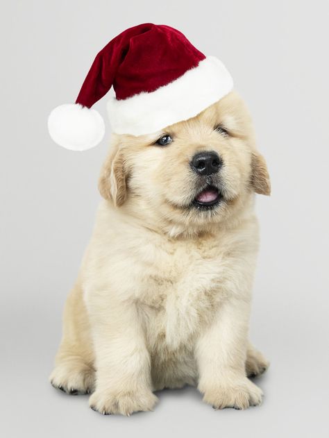 Cute Puppies Golden Retriever, Cute Golden Retriever Puppy, Cute Golden Retriever, Chien Golden Retriever, Golden Retriever Mix, Santa Dog, Puppy Images, Labrador Retriever Puppies, Dog Allergies