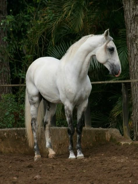 Horse Reference Poses, Standing Horse, Horse Long Mane, Horse Standing, Horse Reference Photos, Horse Reference, Horse Poses, Horse Laying Down Reference, Horse Rearing Reference