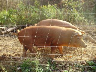 Diy Pig Feed Recipe, Butchering Pigs, Hog Butchering, Pig Butchering, How To Butcher A Pig At Home, Best Pigs To Raise For Meat, Raising Pigs For Meat Small Farm, How To Butcher A Hog, Pig Butcher Chart