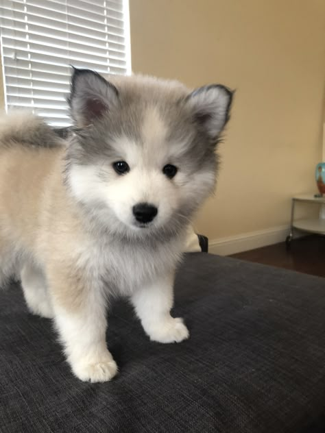 Fluffy Husky Puppies, Fluffy Husky, Mini Husky, Baby Husky, Mini Huskies, Puppy Husky, Tiny Dog Breeds, Big Fluffy Dogs, Cute Fluffy Puppies