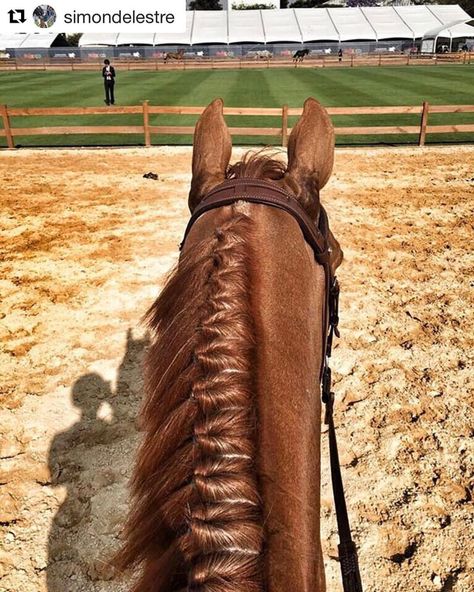 Longines Global Champions Tour auf Instagram: „#Repost @simondelestre with @repostapp ・・・ In Mexico with Chesall Zimequest #lgctmexico #lgct2017 #mexico #perfectbraids“ Horse Plaits, Horse Hairstyles, Rodeo Hair, Horse Braids, Horse Mane Braids, Horse Hair Braiding, Global Champions Tour, Horse Braiding, Show Jumping Horses