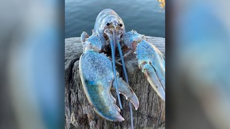 Silly Skeleton, Candy Science, Live Lobster, Blue Lobster, How To Cook Lobster, Cotton Candy Colors, Crustaceans, Interesting Photos, Amazing Animals