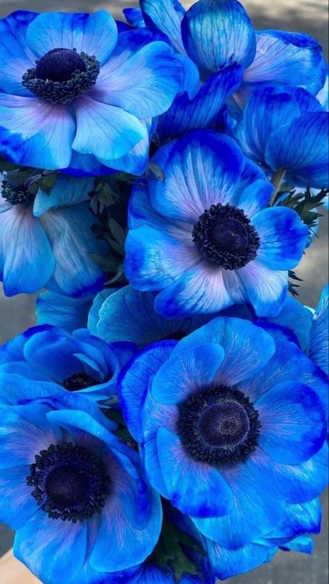 ♔ Anémones White Anemone Flower, Indigo Flower, Red Anemone, Anemone Flowers, Flowers For Sale, Flower Guide, Flower Meanings, Anemone Flower, Floating Flowers