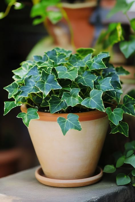 English Ivy (Hedera helix) is a classic and versatile addition to any home! 🌿🏡 With its trailing vines and lush green leaves, this plant is a delightful blend of timeless beauty and adaptability. Quick to thrive in various light conditions and bursting with air-purifying benefits, English Ivy is perfect for adding a touch of elegance to your indoor space.  🌱✨ #EnglishIvy #HederaHelix #IndoorPlants #EasyCare #AirPurifying #GreenHome #PlantLover Indoor Plants For Low Light, Plants For Low Light, Flower Topiary, English Ivy Plant, Cute Plants, Hedera Helix, Plants House, Healthy Lungs, English Ivy