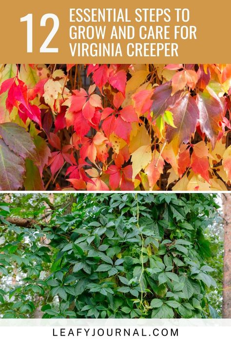 Virginia Creeper Vine, Herbal Grimoire, Creepers Plants, Identify Plants, Texas Native Plants, Identify Plant, Virginia Creeper, Plant Care Houseplant, Plant Care Tips