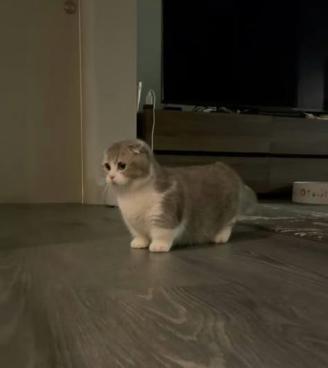 Munchkin Scottish Fold Cat, Scottish Munchkin Cat, Munchkin Cat Cute, Scottish Fold Cat Munchkin, Cute Munchkin Cat, Munchkin Cat Aesthetic, Scottish Fold Munchkin Cat, Munchkin Scottish Fold, Cats Munchkin