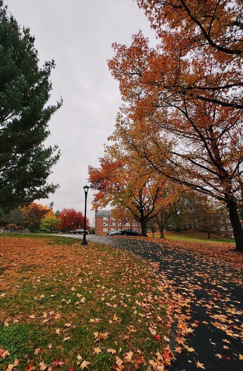 Fall Colors Aesthetic, Campus Aesthetic, Colors Aesthetic, Nature Fall, Fall Mood Board, Aesthetic Vsco, Campus Life, College Aesthetic, Autumn Scenery