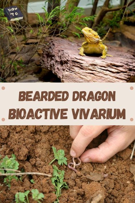 Learn how to establish a bearded dragon bioactive vivarium! Click through for a how to tutorial of creating a bioactive vivarium. Diy Vivarium Bearded Dragon, Outdoor Bearded Dragon Enclosure Diy, Diy Bearded Dragon Background, Diy Bearded Dragon Basking Platform, Bearded Dragon Terrarium Diy How To Build, Natural Bearded Dragon Enclosure, Bearded Dragon Terrarium Live Plants, Bearded Dragon Natural Habitat, Bearded Dragon Bioactive Terrarium