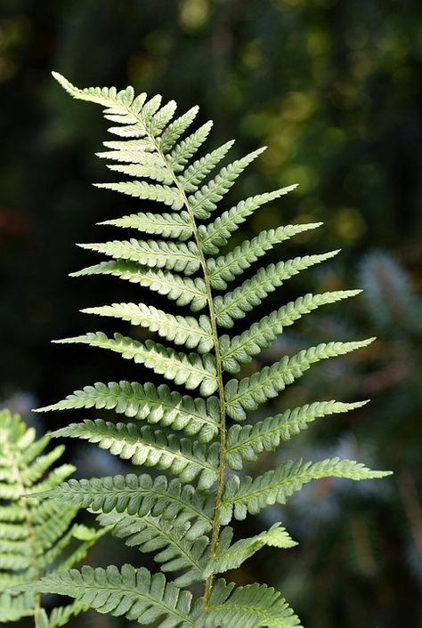 Fern Images, Ferns Garden, Acid Loving Plants, Fern Leaf, Fern Plant, Wild Plants, Natural Forms, Photo Reference, Flower Drawing