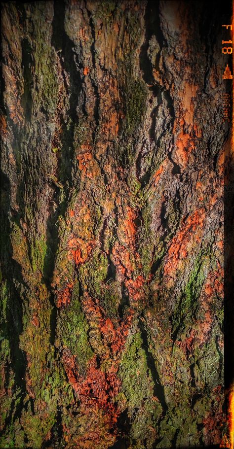 Texture Plant, Forest Texture, Interesting Textures, Tree Bark Texture, Natural Photo, Amazon Forest, Tree Paintings, Bark Texture, Tree Textures