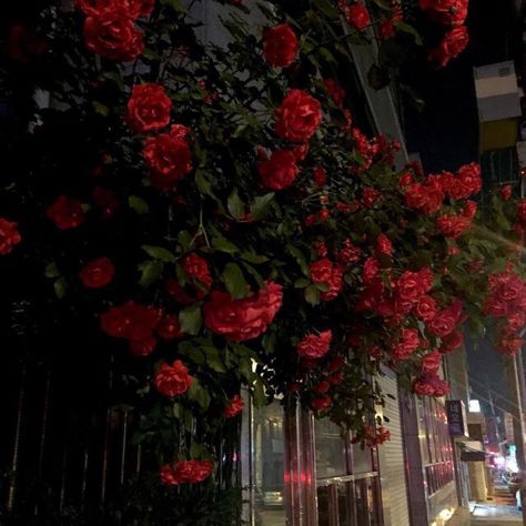 Rosé Aesthetic, No Rain, Red Aesthetic, Dark Aesthetic, Pretty Flowers, Red Flowers, At Night, Flower Power, Aesthetic Pictures