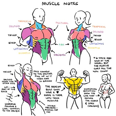 (4) EtheringtonBrothers 在 Twitter 上："Our feature tutorial/artist for #LEARNUARY today is this FRANKLY INDISPENSABLE set of MUSCLE GROUP NOTES by the brilliant @kinucakes! Information STAYS in your head for longer when you keep it SIMPLE! #gamedev #characterdesign #comicart #drawing #illustration #DRAW #comicart #ART https://t.co/dJ1z2llqe9" / Twitter Muscle Groups Drawing, Muscle Groups Anatomy, Torso Muscles Anatomy, Torso Structure, Torso Anatomy Reference, Torso Muscles, Drawing Help, Body Structure, Anatomy Tutorial