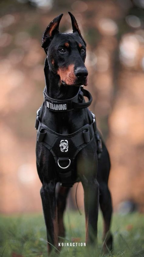 Perro Doberman Pinscher, Black Doberman, Kangal Dog, Dog Goggles, Smartest Dog Breeds, Doberman Pinscher Dog, Scary Dogs, Doberman Puppy, Guard Dog