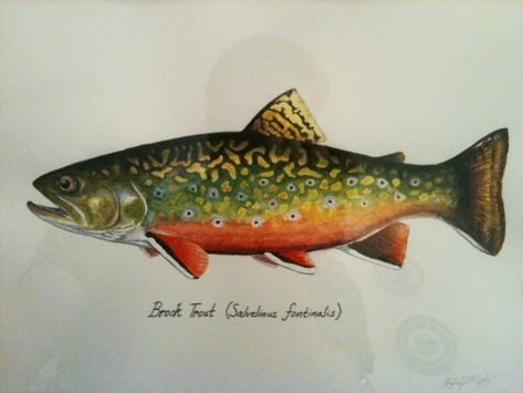 CATCH AND RELEASE: My first Brook Trout Painting Trout Pictures, Flyfishing Art, Trout Tattoo, Trout Painting, Trout Art, Nature Details, Fly Fishing Art, Fishing Art, Catch And Release