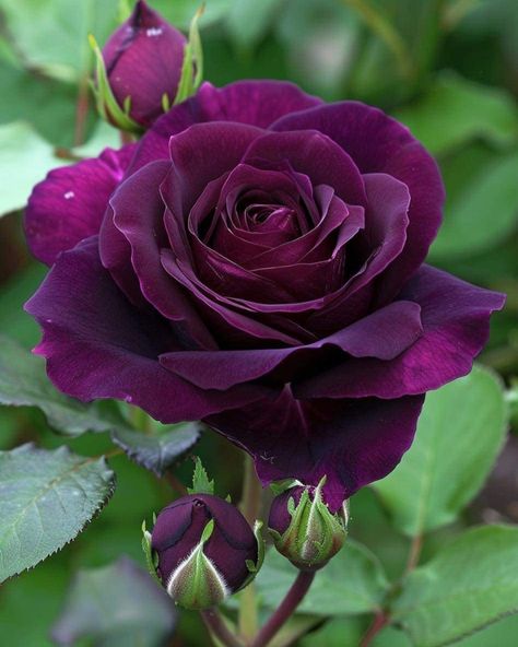 Beer Bouquet, Black Baccara, Fun Beauty Products, Dark Purple Roses, Rose Flower Photos, Goth Garden, Rose Violette, Beautiful Rose Flowers, Rose Painting