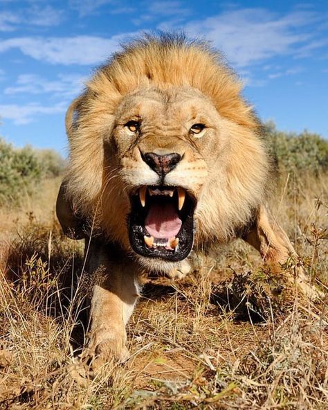 Did you know that a lions bite is 30 times stronger than the bite of a housecat? They actually have the weakest bite... A Lion, Lion, Photography, Blue