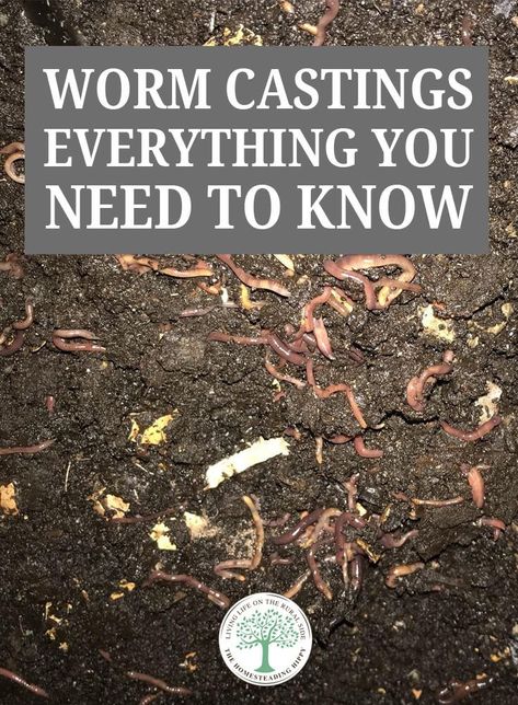 Worm Castings – Everything You Need to Know Earthworm Farm, Vermicomposting Worm Farm, Worm Farm Diy, Compost Starter, Worm Castings Tea, Worm Beds, Meal Worms, Red Worms, Worm Castings