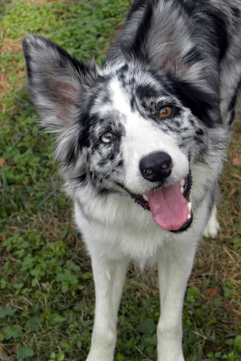 Cute Border Collie, Merle Dogs, Merle Border Collie, Blue Merle Border Collie, Border Collie Merle, Blue Border Collie, Blue Merle Collie, Cat Run, Pretty Dogs