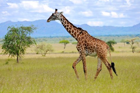 Tiger Anatomy, Giraffe Habitat, Biggest Animals In The World, Beruang Grizzly, Burung Kakatua, Giraffe Facts, Animals In Africa, South Africa Trip, Wooden Giraffe