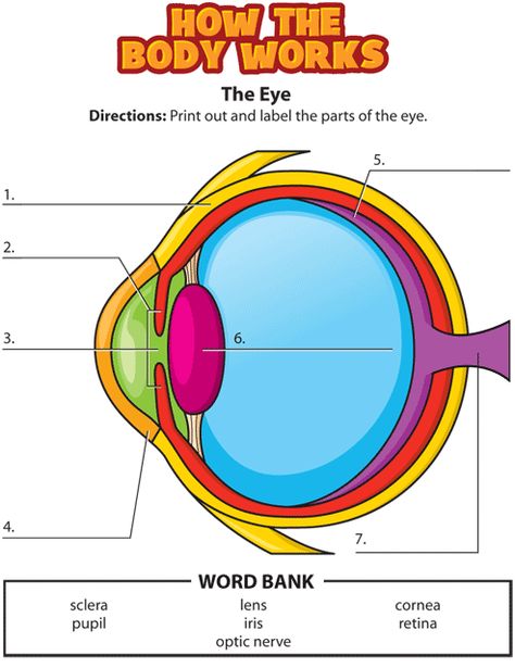 eye activity gif or notebook Parts Of The Eyes Worksheet, Parts Of The Eyes, Eyeball Diagram, Human Eye Diagram, Eye Diagram, Parts Of An Eye, Body Science, Human Body Science, Human Body Activities