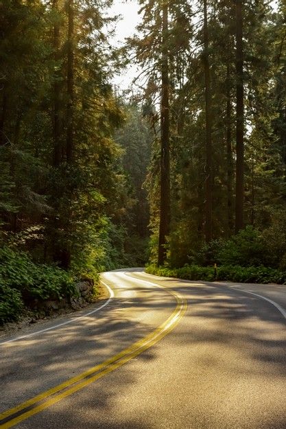 Forest Road Photography, Forest Road Trip Aesthetic, Road Through Forest, Back Roads Aesthetic, Forest Road Aesthetic, Road Landscape Design, Road In The Woods, Forest Highway, Road In Forest