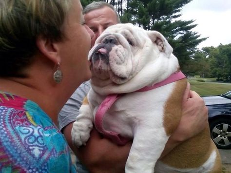 Cute Bulldog Puppies, Bulldog Pics, Bulldog Funny, Cute Bulldogs, English Bulldog Puppies, Bully Dog, British Bulldog, Very Cute Dogs, Bulldog Lover