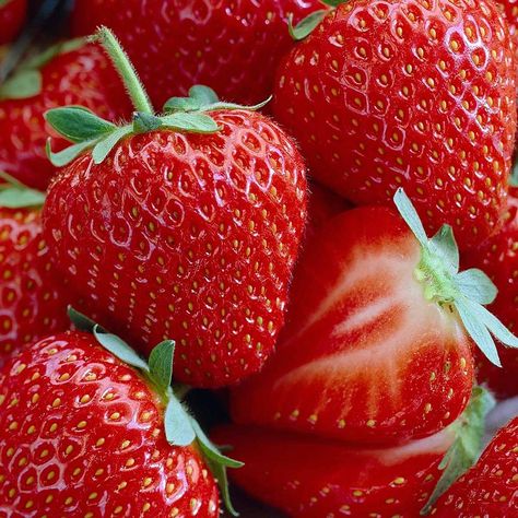 Everbearing Strawberries, Strawberry Varieties, Sauce Cocktail, Root Plants, Strawberry Seed, Growing Strawberries, Strawberry Plants, Beautiful Fruits, Strawberry Fruit