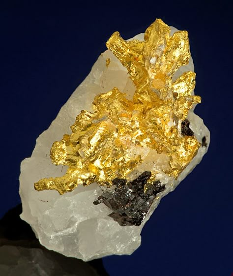 Native Gold with Sphalerite on Quartz / Mineral Friends <3 Gold Specimens, Raw Gold, Gold Prospecting, Earth Gift, Pretty Rocks, Rocks Crystals, Gold Nugget, Beautiful Rocks, Gems Crystals