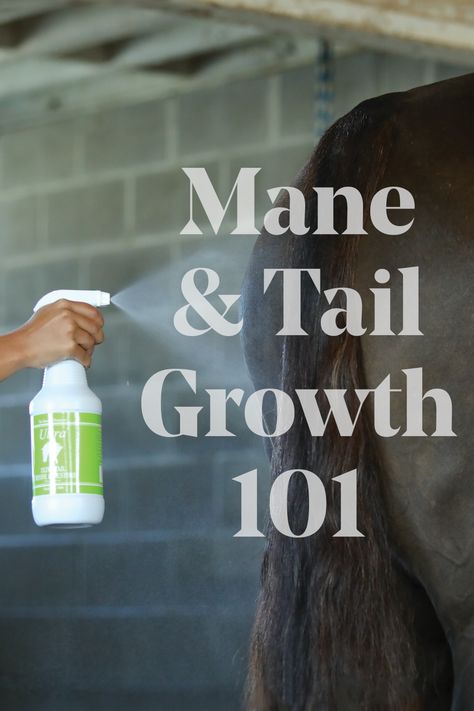 Tips for Horse Mane and Tail Growth Horse Showing, Help Hair Growth, Healthy Horses, Horse Mane, Horse Tail, Horse Grooming, Horse Tips, Mane N Tail, Grooming Routine