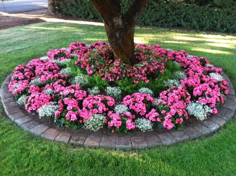 Stunning Begonia Bed Flower Bed Arrangements Front Yards, Annual Flower Beds, Tree Landscaping, Ideas Jardin, Landscaping Around Trees, Walled Garden, Have Inspiration, Garden Show, Annual Flowers