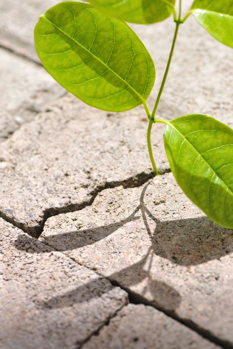 Physical weathering refers to things breaking down or breaking apart. Lots of different examples of physical weathering are found in nature. Resilience Images, Physical Weathering, Chemical Weathering, School Activity, Urban Nature, Nature Activities, Rock Formations, Of The Earth, Geology