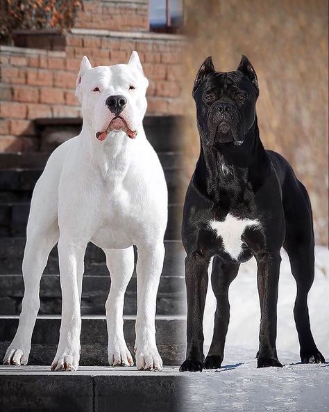 Dogo Argentino Worldwide on Instagram: “Which one would you pick?🤔 Dogo Argentino or Cane Corso? . . . . #dogoargentino #canecorso #canecorsolove #dogoargentinolove #dogs #dog…” Dog Argentino, Dogo Argentino Dog, Pitbull Dog Breed, Tattoos For Dog Lovers, Bully Breeds Dogs, Healthcare Plan, Cane Corso Dog, Corso Dog, Dangerous Dogs