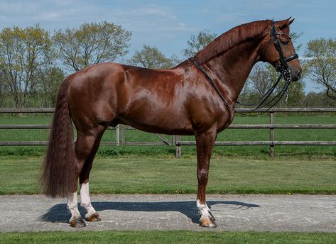 Chestnut Warmblood, Kwpn Horse, Big Horse Breeds, Luxury Horse Barns, Standardbred Horse, Standing Horse, Horse Standing, Dutch Warmblood, Stallion Horse