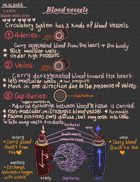 Blood Anatomy Notes, Blood Notes Anatomy, Cardiovascular System Project, Blood Anatomy And Physiology, Circulatory System Notes, Blood Vessels Anatomy, Phlebotomy Study, Learn Biology, Nursing School Essential