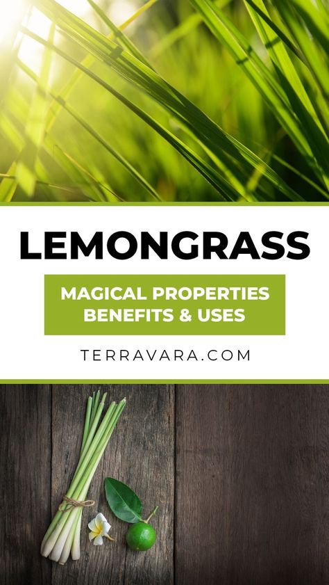 Lemongrass magical properties. Lemon Grass Magical Properties, Lemon Grass Benefits, Lemongrass Oil Benefits, Lemongrass Essential Oil Benefits, Lemongrass Plant, Witch Herbs, Lemongrass Tea, Medical Herbs, Plant Benefits