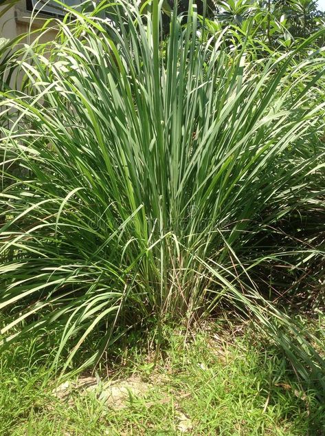 Lemon Grass Plant, Cymbopogon Citratus, Lemongrass Plant, Plant Pictures, Medicinal Plants, Tropical Plants, Lemon Grass, Branding Inspiration, Yard Ideas