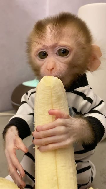 Monkey Baby on Instagram: "Monkey KiKi ❤️❤️ #cutebaby" Capuchin Monkey Pet, Monkeys Cute, Monkey Pet, Funny Monkey Pictures, Cute Monkeys, Monkey Cute, Cute Monkey Pictures, Tiny Monkey, Small Monkey