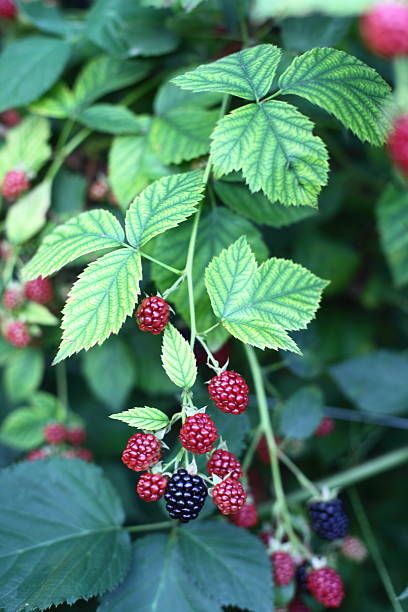 Organic Blackberries on the Vine Blackberry Vine, Berries Photography, Blackberry Plants, Growing Fruit Trees, Berry Plants, Growing Fruit, Ceramics Pottery Art, Fruit And Veg, Edible Garden