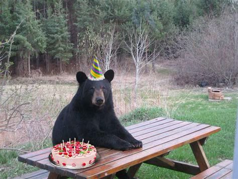 Way to go!! | 19 Animals Wearing Party Hats Vintage Foto's, Into The West, Big Lebowski, Black Bears, Funny Bears, Appaloosa, Animal Pics, Quarter Horse, Black Bear