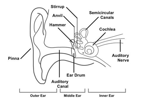 We provide you here Simple ear diagram in easy way for drawing.Also provided ear diagrams with label and inner ear diagram for better understanding. Also labeled ear diagram available i.e human ear diagram with labels. Diagram of human ear for small kids also provided below. Ears Anatomy Drawing, Structure Of Human Ear, Inner Ear Diagram, Middle Ear Anatomy, Human Ear Diagram, Human Eye Diagram, Human Ear Anatomy, Ear Diagram, Medicine Images