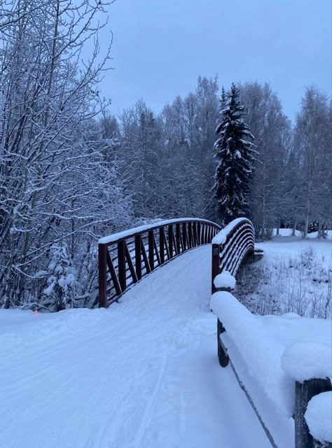 Fairbanks Alaska Winter, Alaska Winter, Winter Landscape Photography, Fairbanks Alaska, Christmas Dreaming, Snowy Winter, Negative Comments, Winter Scenery, Snowy Day