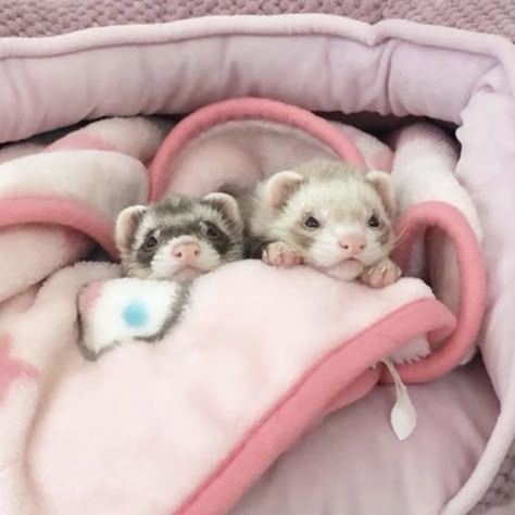 Ferrets Care, Baby Ferrets, Funny Ferrets, Pet Ferret, Cute Ferrets, Pretty Animals, Silly Animals, Cute Animal Photos, Little Animals