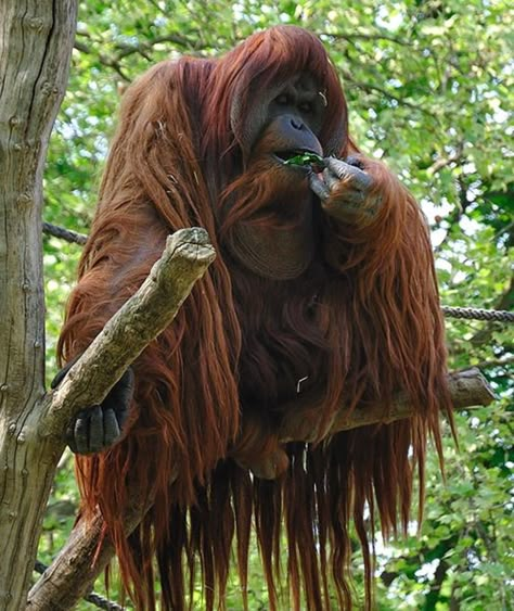 Male Orangutan, Trousers Pattern, Outfit 2020, Great Ape, Extinct Animals, Rare Animals, Endangered Animals, Dresses Mermaid, Animal Species