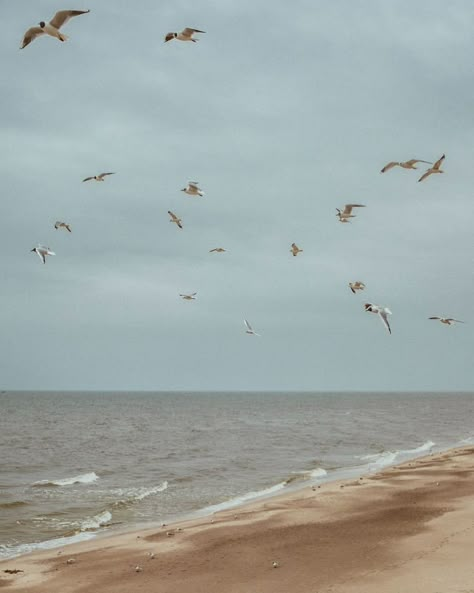 chasing the horizon Rachelcore Aesthetic, Rachel Core, Birds Aesthetic, Beach Birds, House Of Hades, Ocean Backgrounds, Ocean Wallpaper, Baltic Sea, Ocean Photography