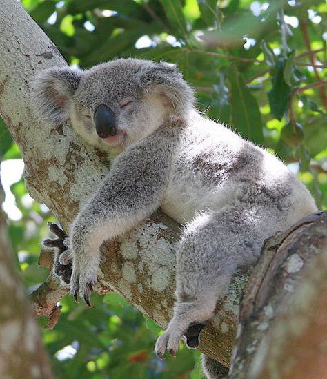 Koala Koala Sleeping, Koala Drawing, Cute Animal Tattoos, The Wombats, Baby Koala, Australian Animals, Wild Life, Animal Wallpaper, Animals Of The World