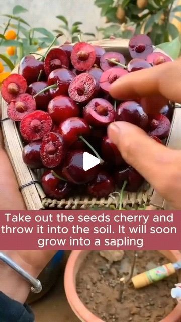 The Rooted Flora | Garden | Plant on Instagram: "Good tips for growing cherry trees #backyardgardening #gardeninglife #vegetablegardening #vegetablegarden #gardeningtips #gardeninglove #organicgardening #gardensofinstagram #gardenideas #urbangardening #gardeningistherapy #gardeninggoals #homegardening #gardeninspiration #lovegardening #gardeningisfun #countrygarden #gardeningmakemehappy #veggiegarden #viral #nature #naturephotography" Growing Cherry Trees, Cherry Plant, Kitchen Scraps, Flora Garden, Cherry Trees, Fertilizer For Plants, Planting Vegetables, Cherry Tree, Vegetable Gardening