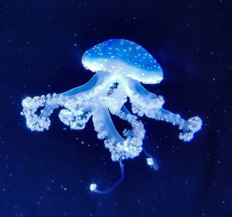 Blue Jellyfish, Jellyfish, The Ocean, The Sea, Floating, Water, Twitter, Blue, White