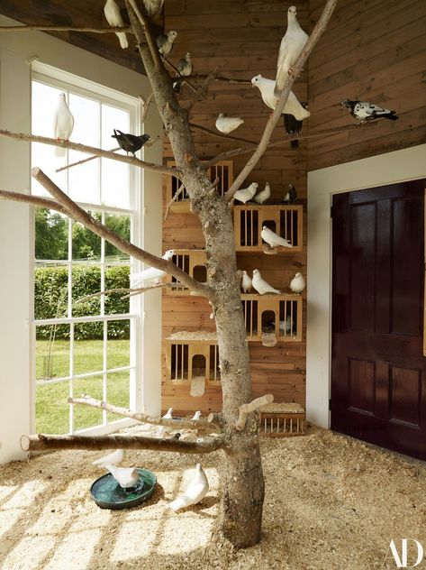 birds perching on an indoor tree Bird Cage Diy, Indoor Aviary, Fantail Pigeon, Pigeon Loft Design, Pigeon Cage, Pet Pigeon, Diy Bird Cage, Bird Cage Design, Pigeon House