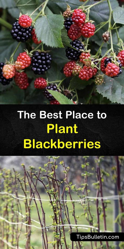 How To Grow A Blackberry Bush, Blackberry Tree How To Grow, How To Plant Berries, Blackberry Bush Trellis Garden Ideas, Blackberry Growing Tips, Berry Bush Garden, Blackberry Bushes Care How To Grow, Planting Blackberries In Containers, Blackberry Growing Trellis