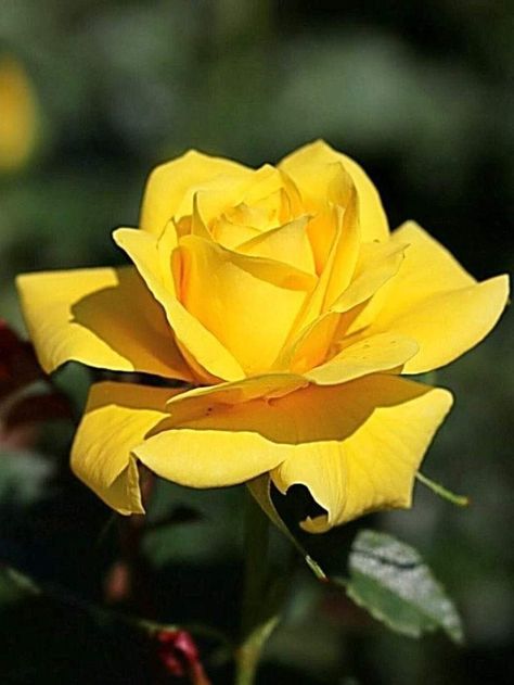 Yellow Rose Flower, Rose Pictures, Airbrush Art, Lavender Roses, Beautiful Rose Flowers, Alam Yang Indah, Mellow Yellow, Exotic Flowers, Flower Beauty